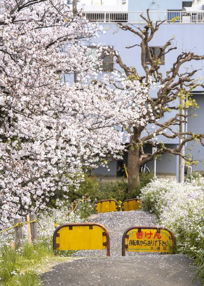 植物学美丽的桃树在日本盛开花树嫩枝