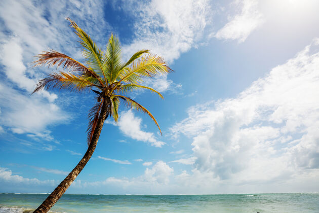 蓝色哥斯达黎加美丽的热带太平洋海岸海岸天堂美丽