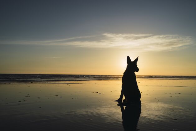 海湾一只大狗坐在海岸线上的剪影和日落在海上天堂全景海岸