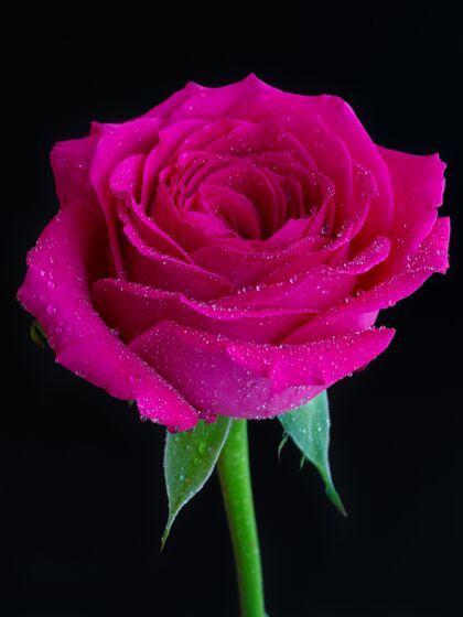 开花带露珠的粉红玫瑰的垂直特写镜头花瓣自然明亮