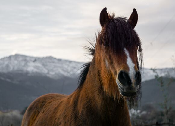 马术特写镜头美丽的棕色马与山美丽乡村乡村