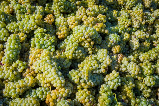 葡萄藤阳光下一堆美味的绿色葡萄的高角度拍摄葡萄酒素食新鲜