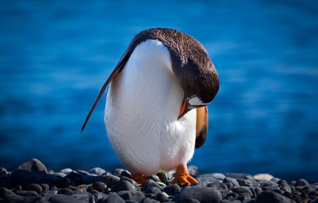 海洋选择性聚焦拍摄一只企鹅头朝下站在南极洲的石头上雪冰冻翅膀