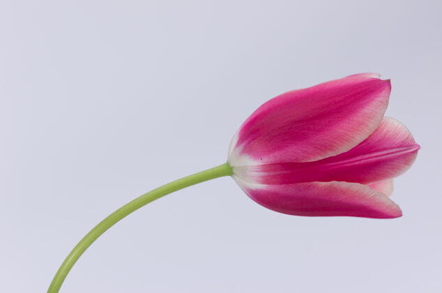 粉红色一个粉红色郁金香花的特写隔离在白色背景与空间为您的文字白色单空间