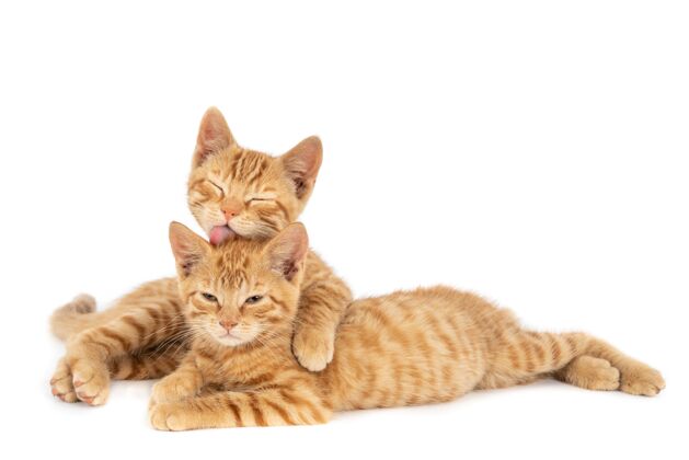 友谊特写镜头一只生姜猫拥抱和舔另一个孤立的白墙上哺乳动物猫繁殖