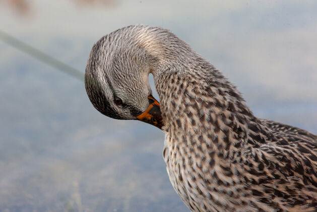 沼泽一只漂亮鸭子的特写镜头羽毛鸟鸭子