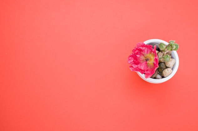 空间一个粉红色康乃馨花在一个小花盆俯视图 放在一个桃色的表面高顶部小