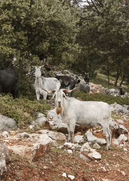 探索大自然中野生山羊的全景自然冒险全景