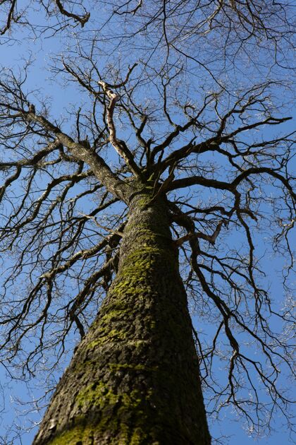 自然垂直低角度拍摄的青苔覆盖树干下晴朗的蓝天秋天雨阳光