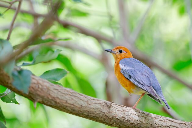 生态一只美丽的知更鸟坐在绿叶环绕的树枝上的特写镜头羽毛树枝自然