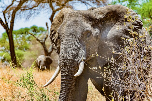 动物背景荒野中一头可爱大象的头部特写镜头动物墙纸皮肤大