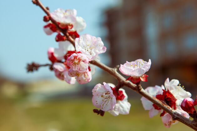 花粉特写镜头美丽的樱花在树枝上与模糊的背景花瓣花自然