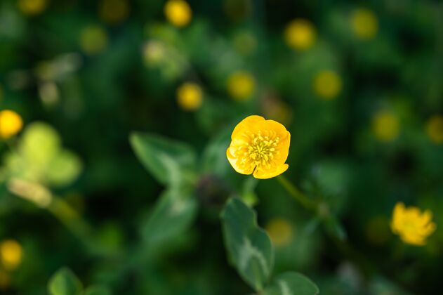 田野美丽的黄色野花特写镜头充满活力花瓣花