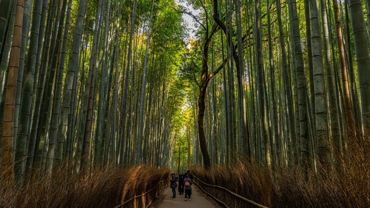 竹子日本京都荒山竹林高竹草的远射树森林文化