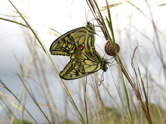 花园一对交配的马耳他燕尾蝶在蜗牛旁边海岸梦想花