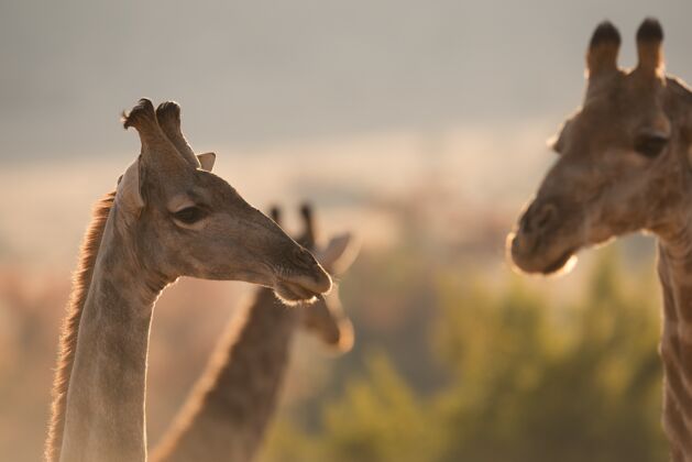 牛在森林中央 长颈鹿在其他长颈鹿附近的选择性聚焦射击野生动物园动物马