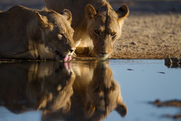 湖泊倒影中的母狮从一个小池塘喝水圈池塘饮用