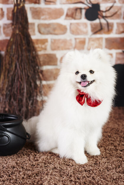 房子可爱的小狗戴着红色领结快乐地板小狗