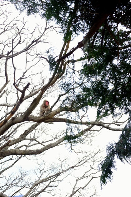 树枝垂直低角度拍摄猴子坐在树枝上场景猴子叶