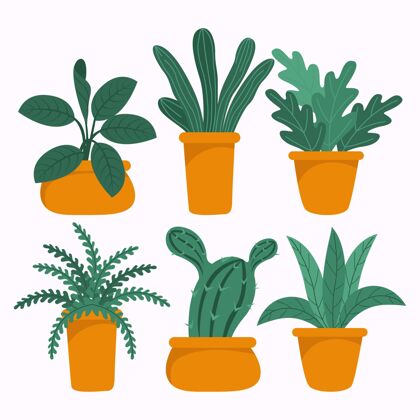 设置手绘室内植物收藏绿化室内植物盆栽