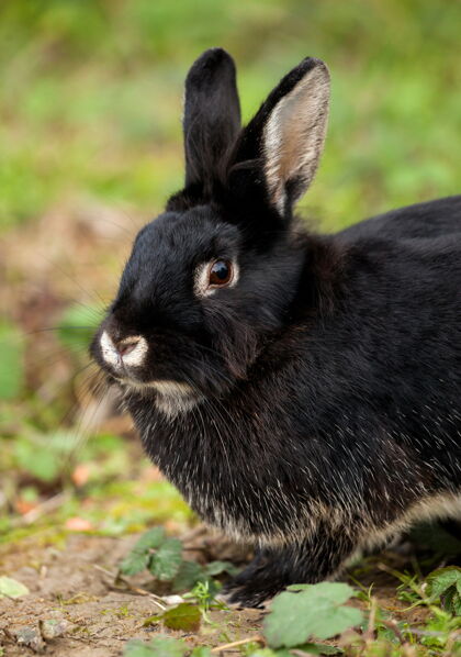 森林森林里有一只漂亮的黑兔子俘虏兔子兔子