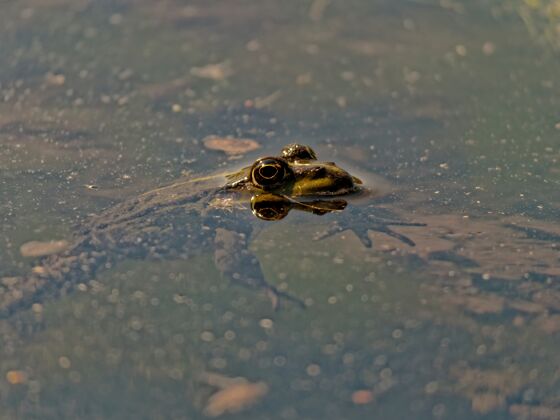青蛙特写镜头沼泽青蛙pelophylaxridibundus在欧洲的湖泊下降动物群草