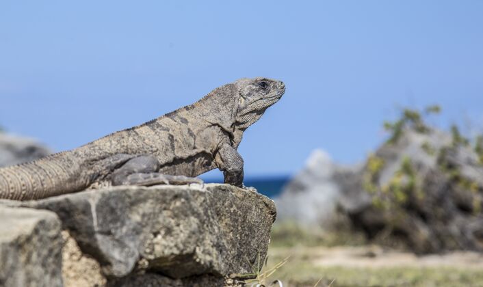 动物坐在石头上的鬣蜥的美丽镜头皮肤丛林棕榈