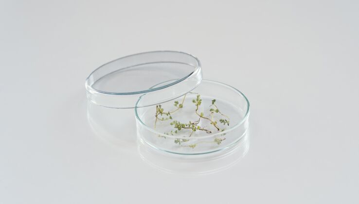 科学带植物的高角度培养皿职业设备培养皿