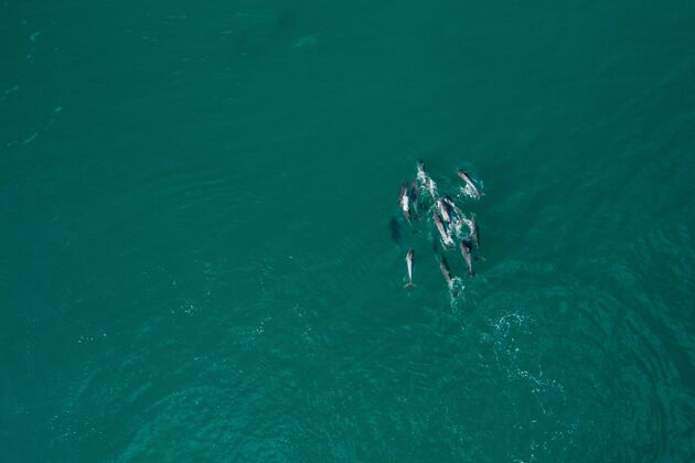 三白天在纯绿松石海上空拍摄海豚水生海岸自然