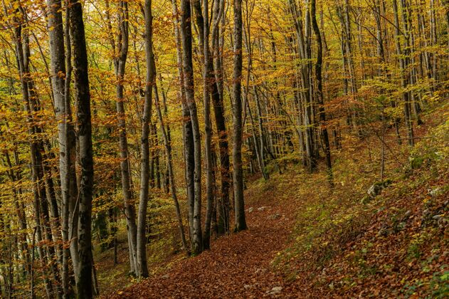秋天美丽的森林景色 有许多五颜六色的秋树橙色黄色小路