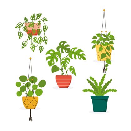 植物平房植物收藏设置自然盆栽