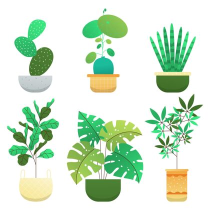 收集有机平面室内植物系列植物室内植物盆栽植物