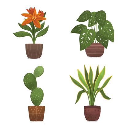 收集手绘室内植物收藏室内植物盆栽分类