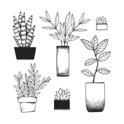 分类手绘室内植物收藏单色室内植物蔬菜
