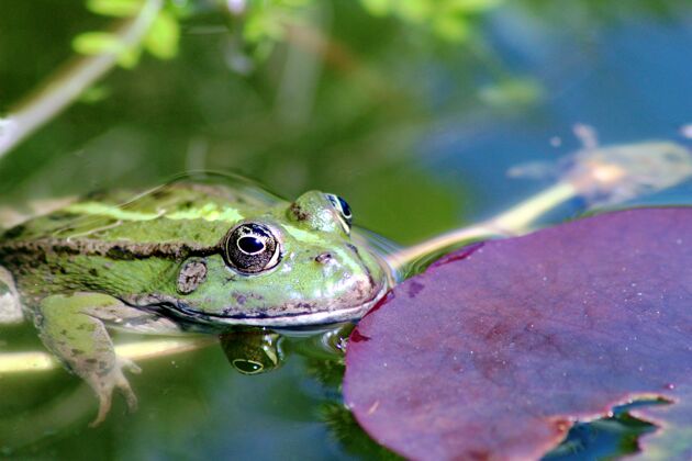 叶子在花园的池塘里用荷叶拍摄青蛙的选择性聚焦镜头水生自然河流