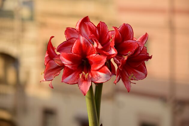 异国情调的花一束迷人的石蒜花天然花束s花红色盛开