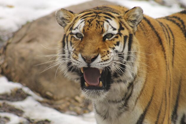 猫动物园里一只西伯利亚虎的特写镜头大危险眼睛