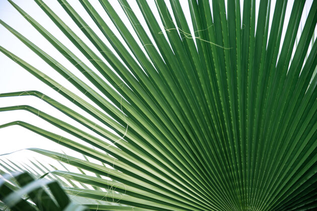 棕榈特写绿叶纹理 直线异国情调花热带
