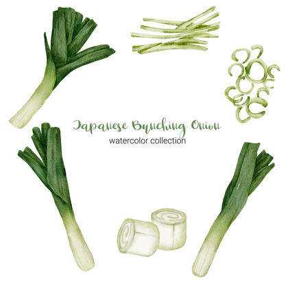 可爱日本水彩画洋葱卷 完整 切片 切成两半切片手绘蔬菜