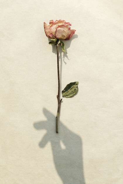 植物干粉红玫瑰与手影米色背景米白色自然举行