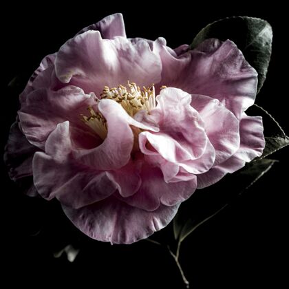 开花一个孤立的特写镜头美丽的粉红色常绿玫瑰黑色背景叶花瓣草本