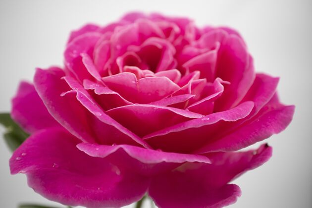 自然一个美丽的粉红色玫瑰与水滴在白色背景上孤立的特写镜头背景明亮花