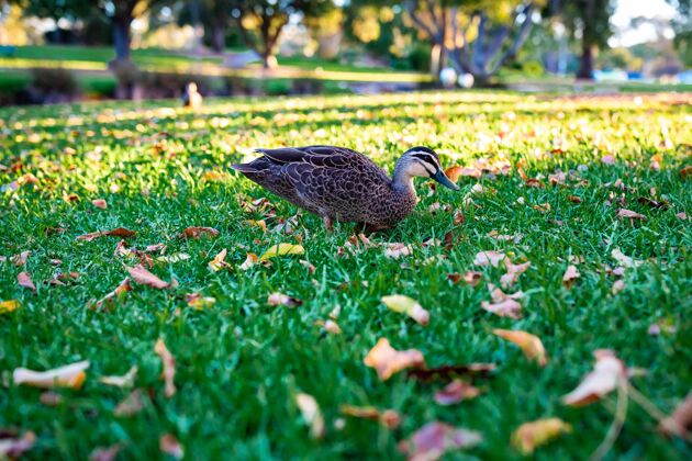 Beaty一只可爱的野鸭在草地上散步的美丽镜头地面动物园动物