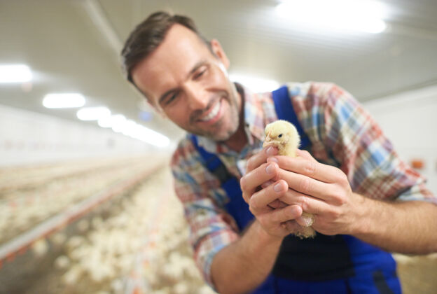 快乐年轻的农夫在打理他的生意农场小鸡微笑