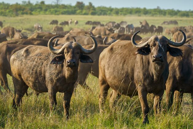 乡村阳光明媚的日子里 野牛在绿野里倔强的特写镜头动物干草水牛