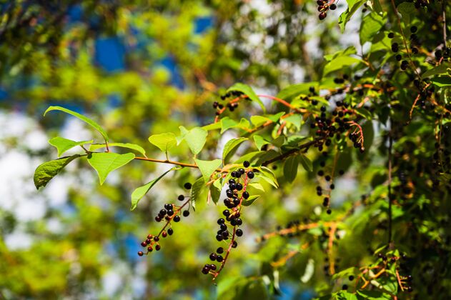 成熟特写镜头的鸟樱桃（李）树与成熟的浆果在阳光下白天农业自然