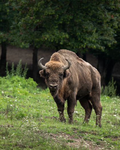 罗马尼亚罗马尼亚胡尼多拉野牛保护区的野牛特写镜头大角哺乳动物