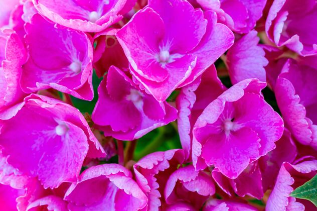 自然美丽的粉红色绣球花在白天户外特写镜头玫瑰关闭植物学