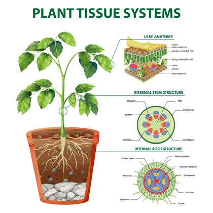 学习植物组织系统示意图组织环境标签