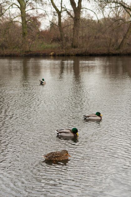 河流雄性和雌性野鸭在池塘上游泳的垂直镜头野鸭自然湖泊